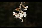 疏花魚藤-花04.JPG