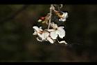 疏花魚藤-花05.JPG