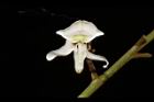 疏花魚藤-花10.JPG