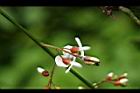 疏花魚藤-花12.jpg