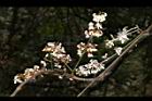 疏花魚藤-花序11.JPG