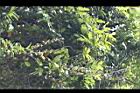 疏花魚藤-花序19.jpg