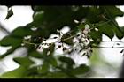 疏花魚藤-花序27.jpg