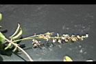 疏花魚藤-花序29.jpg