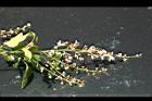 疏花魚藤-花序30.jpg