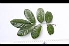 疏花魚藤-葉正02.JPG