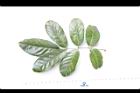 疏花魚藤-葉正03.JPG