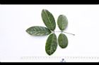 疏花魚藤-葉正06.JPG
