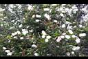 白千層-花11.JPG