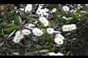 白千層-花13.JPG