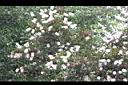 白千層-花16.JPG