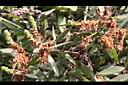 白千層-花實05.JPG