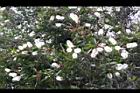白千層-花12.JPG