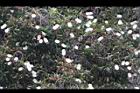 白千層-花18.JPG