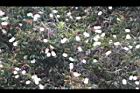 白千層-花19.JPG