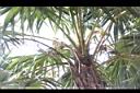 白實梠-實03.JPG