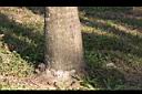 白實梠-莖00.JPG