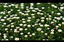 白晶菊-花02.jpg