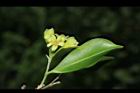白木香-花05.JPG
