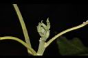 白柿-葉芽01.JPG