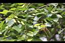白樺-實00.JPG