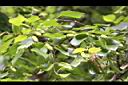 白樺-實01.JPG