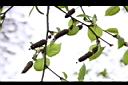 白樺-實04.JPG