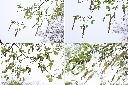 白樺-花序.jpg