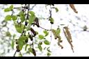 白樺-雌雄花序02.JPG