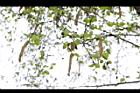 白樺-雌雄花序03.JPG