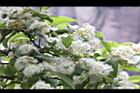 白檀-花17.JPG