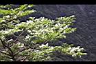 白檀15.JPG