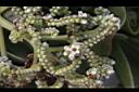 白水木-花-實07.JPG