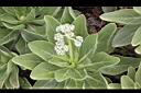 白水木-花06.JPG