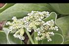 白水木-花-實02.JPG