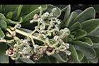 白水木-花-實04.JPG