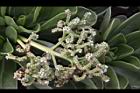 白水木-花-實05.JPG