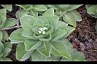 白水木-花03.JPG
