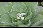 白水木-花04.JPG