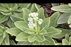 白水木-花07.JPG