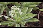 白水木-花09.JPG