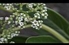 白水木-花12.JPG