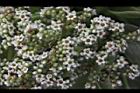 白水木-花16.JPG