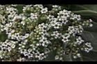 白水木-花17.JPG