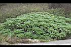 白水木03.JPG