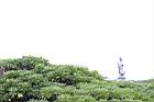 白水木17.JPG
