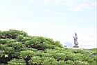 白水木18.JPG