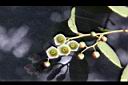 白珠樹-花蕊2.jpg