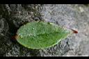 白珠樹-葉正.jpg