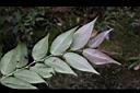 白珠樹-葉背3.jpg